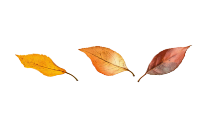Three autumn leaves in various stages of color change, displayed against a black background.  Each leaf shows different shades of orange and brown