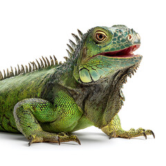 Obraz premium Happy iguana