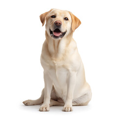 Labrador Retriever front view