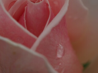 薔薇の花びらについている水滴をマクロ撮影しました