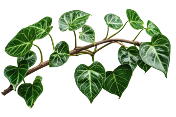 Close-up of a plant branch with heart-shaped leaves