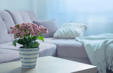 modern interior with houseplant in pink colors