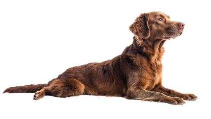 Brown dog lying, looking up