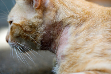 Side view of orange cat showing severe mange infestation on neck