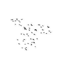 Flock of Birds Silhouette in the Sky | Black Bird Group Vector Illustration