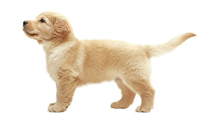 Adorable golden retriever puppy, side view