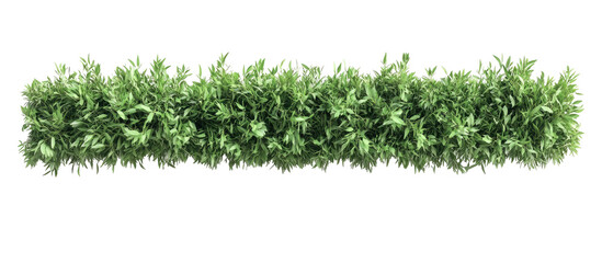 Horizontal row of dense, light green foliage