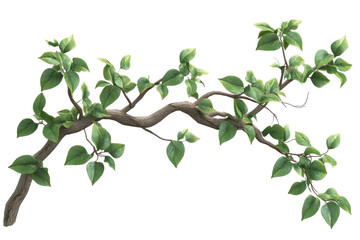 Branch with lush green leaves