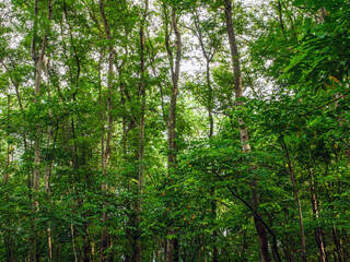 Obraz premium Into the forest. tree background, Nature composition tree trunk to green leaves of tree in forest with sun light. Fresh environment in green woods. Forest tree on sunny day. ecology