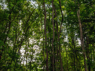 Into the forest. tree background, Nature composition tree trunk to green leaves of tree in forest with sun light. Fresh environment in green woods. Forest tree on sunny day.  ecology