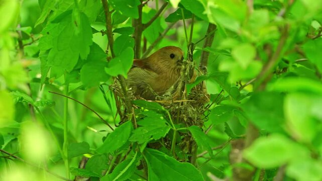 Vinous-throated Parrotbill Building Nest with Dried Grass
