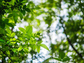 Into the forest. tree background, Nature composition Looking up view of tree trunk to green leaves of tree in forest with sun light. Fresh environment in green woods. Forest tree on sunny day. ecology