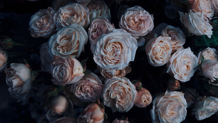 light pink roses background