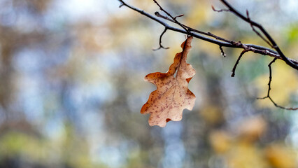 Dried oak leaf hanging branch soft blurred background creating minimalistic peaceful autumn image...