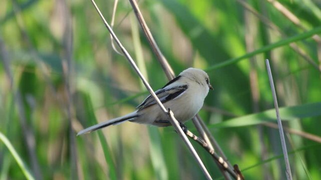A Bearded Reedling chick sits on a dry reed stem on a summer evening.
