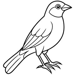 Fine Line Weaver Bird Graphic Art