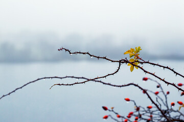 Wild rose branch with raindrops on thorns and isolated yellow leaves protruding against foggy background of lake and forest creating autumn mood
