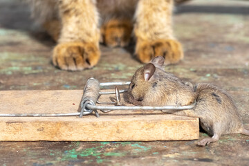 Caught mouse in trap foreground blurred cat paws observing background illustrating natural food...