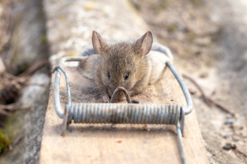 Small mouse caught in trap demonstrating natural rodent behavior attempting to get food reflecting...