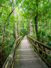 Cypress Swamp Trail in Highlands Hammock State Park in Sebring Florida USA