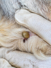 Close up of a tick embedded in animal fur illustrating the threat of parasites to pet health and...