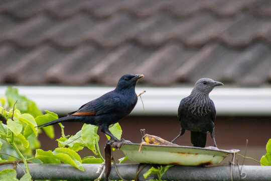 Red winged starling bird feeding on fruit