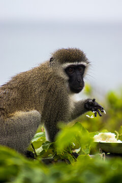 Male vervet monkey