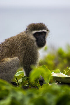 Male vervet monkey