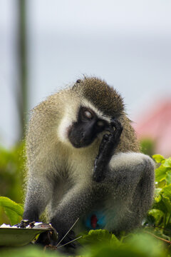 Male vervet monkey