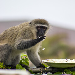 Vervet monkey eating rice from a feeder