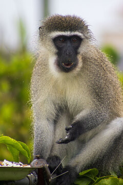 Male vervet monkey