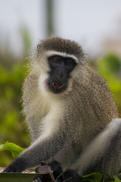 Male vervet monkey