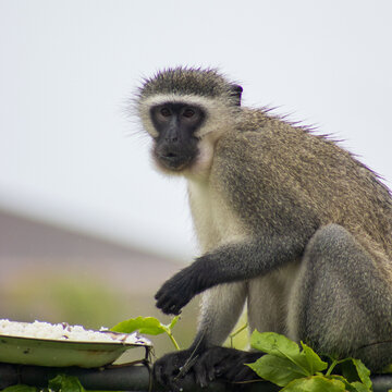 Male vervet monkey