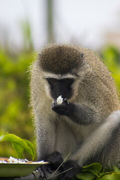 Male vervet monkey eating rice
