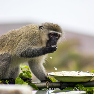 Monkey eating rice from feeding area in Uvongu, Margate, South Africa