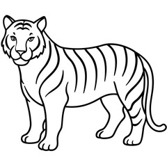 Full Body White Tiger Clean Vector Line Sketch