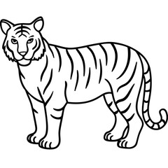 Full Body White Tiger Clean Vector Line Sketch