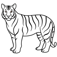Full Body White Tiger Clean Vector Line Sketch