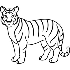 Full Body White Tiger Clean Vector Line Sketch