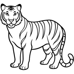 Full Body White Tiger Clean Vector Line Sketch