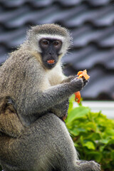 Vervet monkey eating mango while having a baby cling to the mother