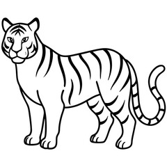 Full Body White Tiger Clean Vector Line Sketch