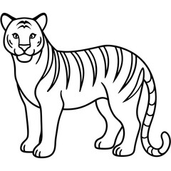 Full Body White Tiger Clean Vector Line Sketch