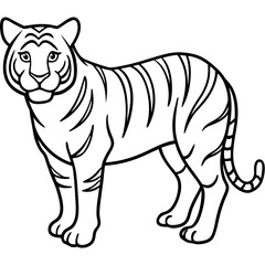 Full Body White Tiger Clean Vector Line Sketch