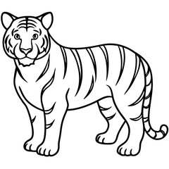 Full Body White Tiger Clean Vector Line Sketch