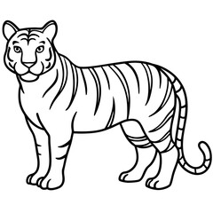 Full Body White Tiger Clean Vector Line Sketch
