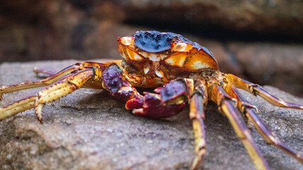 saltwater crab on a rock next to the ocean