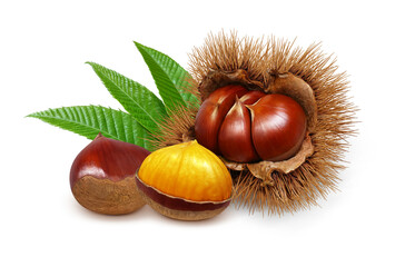 栗のイラスト リアル 毬栗 和栗