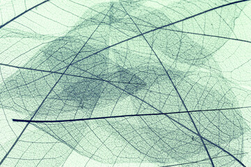 Fond de feuilles sèches d’automne 