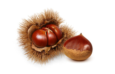 栗のイラスト リアル 毬栗 和栗